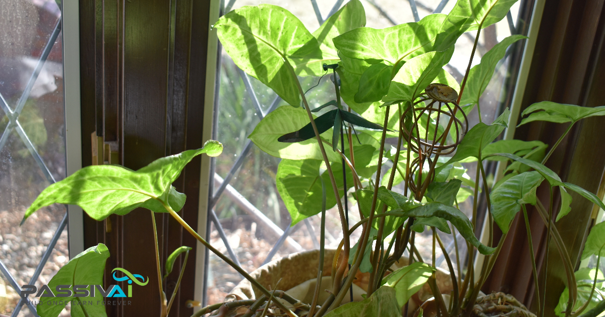 PassivAi's potted plant approach to starting a business at home - Photosynthesis represents possibility. PassivAi's potted plant approach to starting a business at home - Photosynthesis represents possibility.